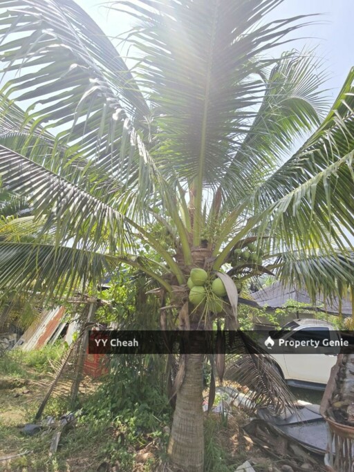 Kuala Kangsar Perak 7.7 Acres Freehold Agri Land For Sale, Well-maintained Orchard