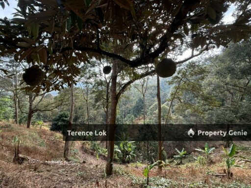 Titi KENABOI KG CHENNAH, KUALA KLAWANG JELEBU TITI KENABODURIAN RUBBER LAND, Kuala Klawang