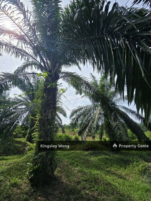 Kampung Ribu Kuala Kangsar 4.3 Acre Oil Palm Agriculture Land