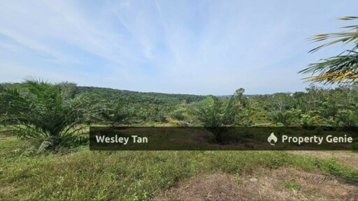 Durian Tunggal Below Value Oil Palm Approx 6.5acres land Freehold Road
