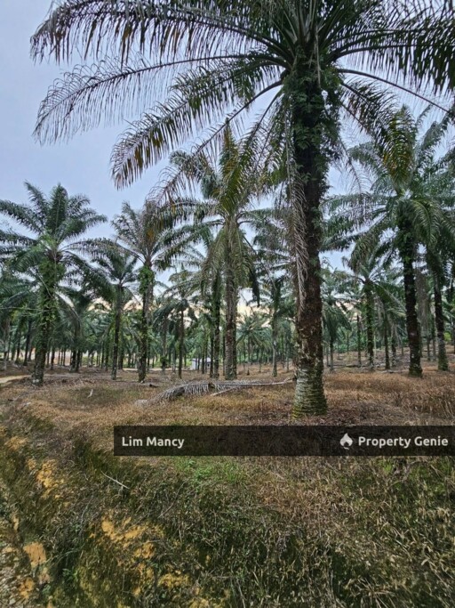 Ulu Choh Pekan Nanas Agriculture Land