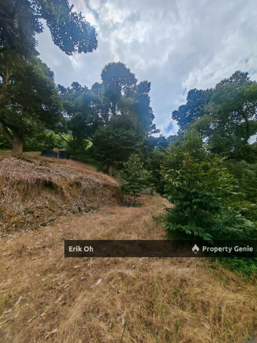 Gur Puri Bentong Pahang Durian Farm for Sale