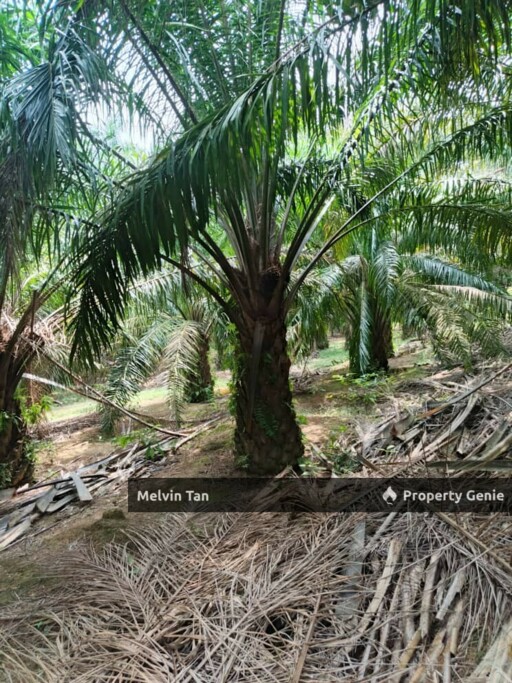 Asahan-Tangkak
