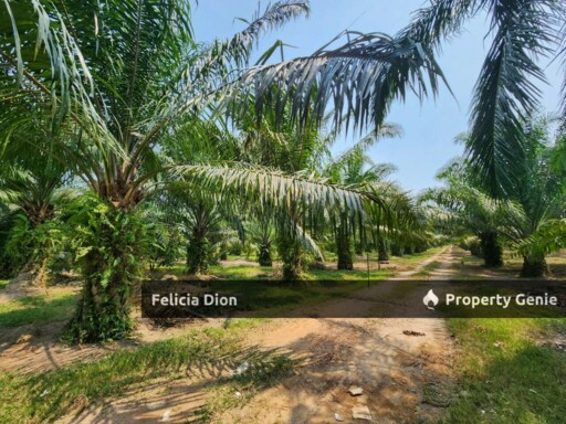 FREEHOLD SEBATU MELAKA @ AGRICULTURE LAND FOR SALE ‼️GOOD CONDITION