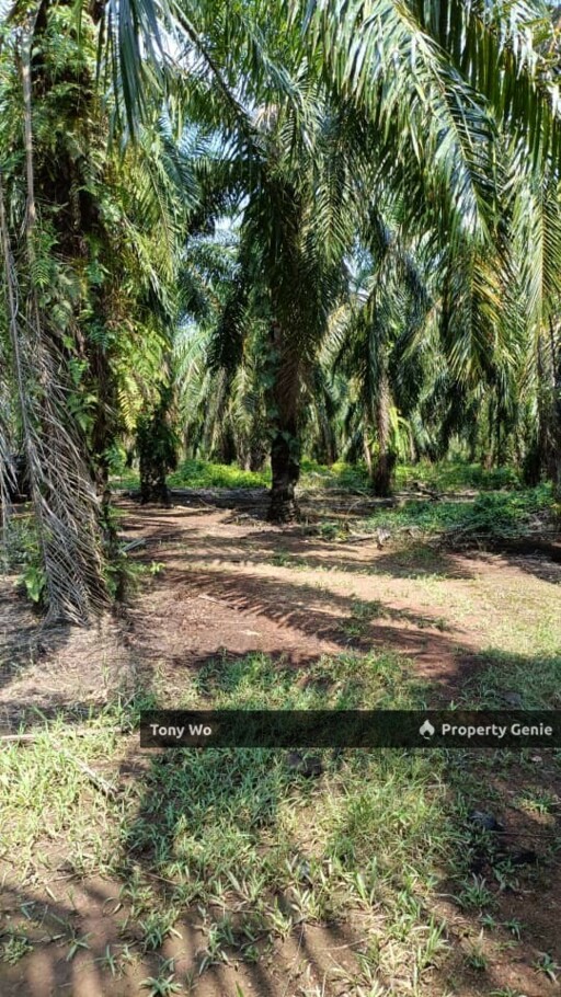 Agriculture Land with  Palm Oil Farm