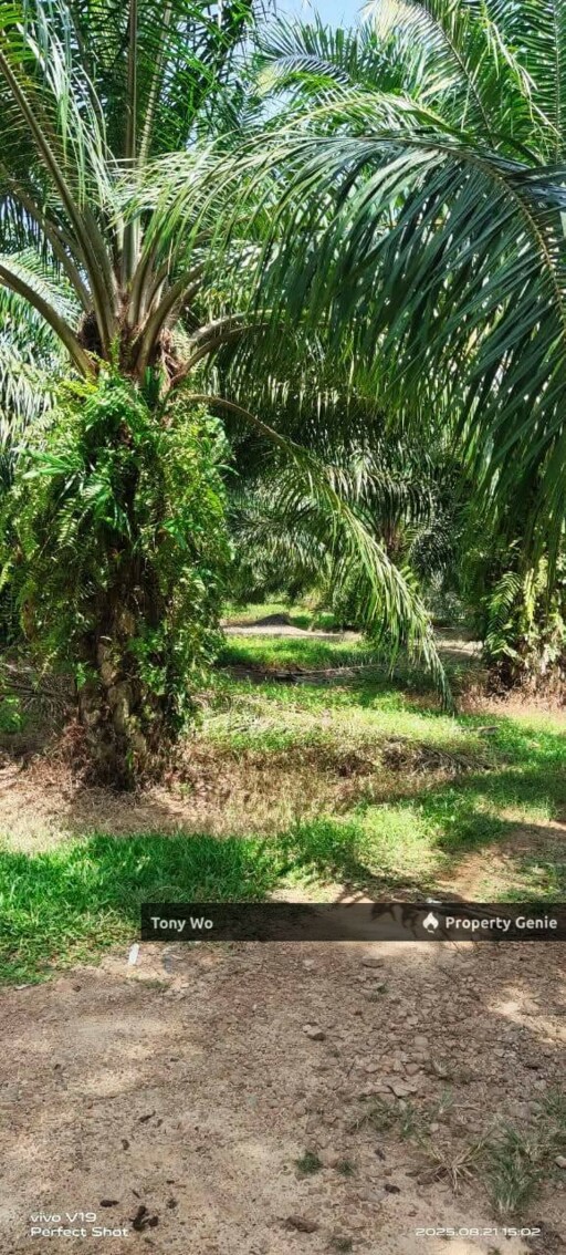 Palm Oil Farm For Sale