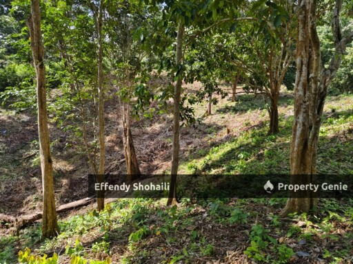 KUALA KLAWANG PERADONG TANAH PERTANIAN