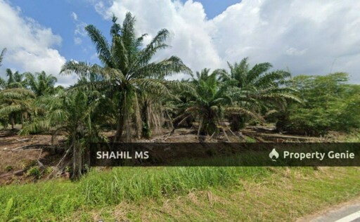 PEKAN NENAS JOHOR || KAMPUNG SUNGAI TEMPAYAN || TANAH PERTANIAN || TANAMAN SAWIT || 6.249 EKAR || RM920,000