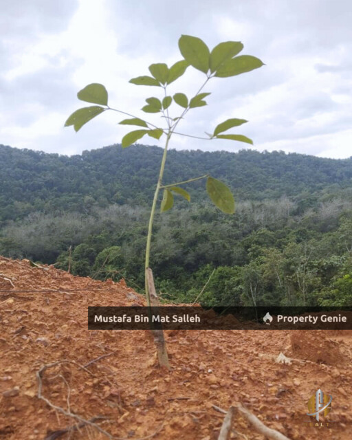 Tanah Kebun Getah Klon PB 350 Lubok Datu Pokok Sena Kedah
