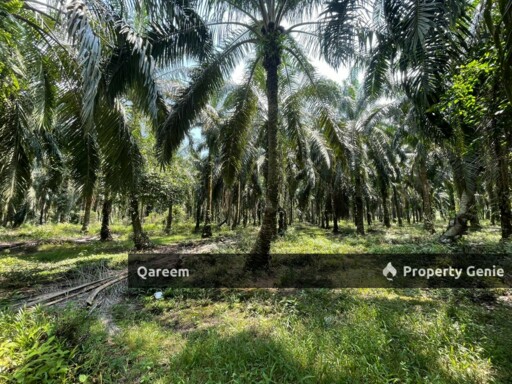 3 Ekar Ladang Sawit Merbau Berdarah Sabak Bernam