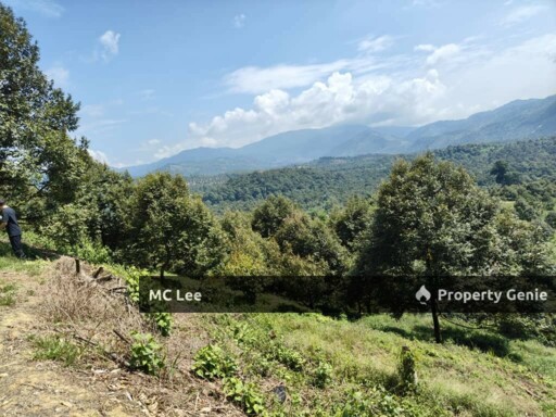 *Musang King Durians:* 95% (9-10 year-old trees)   ✔️ *Black Thorn Durians:* 5% (9-10 year-old trees)