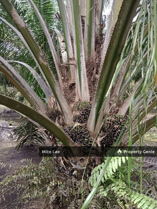 Pontian Freehold Oil Palm Agriculture Land For Sale!!