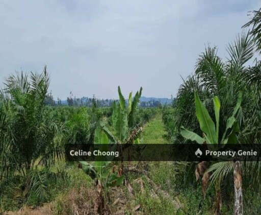 Padang terap, kedah P002