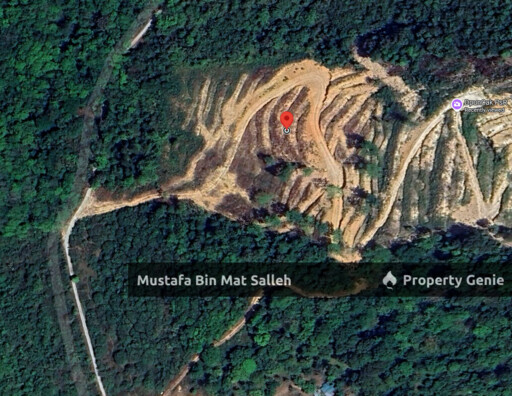 [Kebun Getah] Telok Datu, Pokok Sena