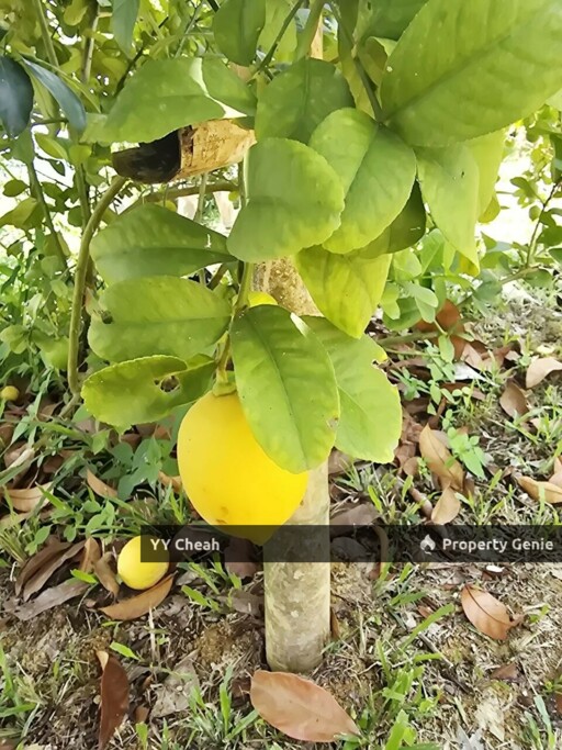 Kuala Kangsar Perak 7.7 Acres Freehold Agri Land For Sale, Well-maintained Orchard
