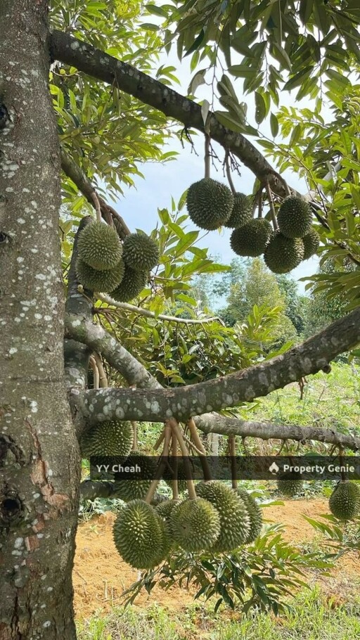 Kuala Kangsar Perak 7.7 Acres Freehold Agri Land For Sale, Well-maintained Orchard