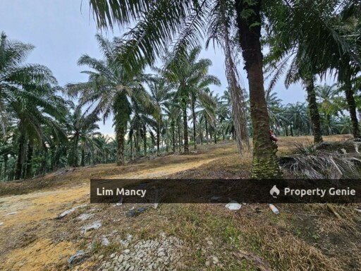 Ulu Choh Pekan Nanas Agriculture Land