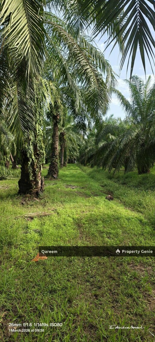 26764Sft Sungai Gulang Gulang Tanjung Karang Kuala Selangor