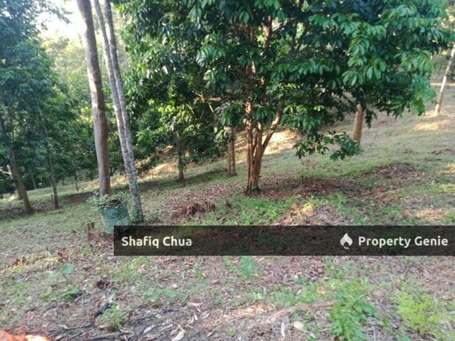 Beautiful Orchard Land for Sale in Ulu Melaka, Langkawi