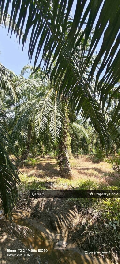 1 Ekar Tanah Kampung Sungai Burong Sekinchan Kuala Selangor
