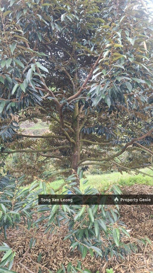 Durian Land in Jelebu Negeri Sembilan For Sale
