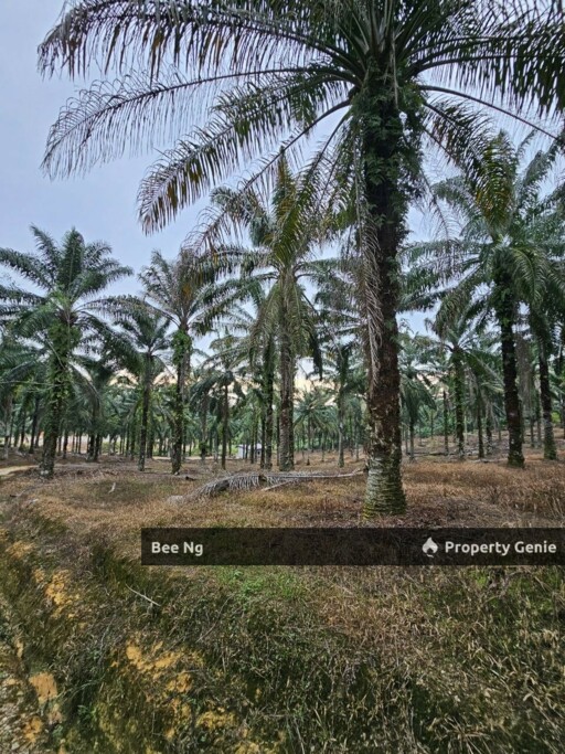 Ulu Choh / Agricultural Land