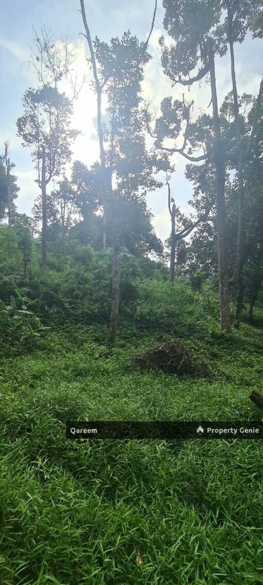 Dusun Durian Kampung Hulu Tamu Batang Kali