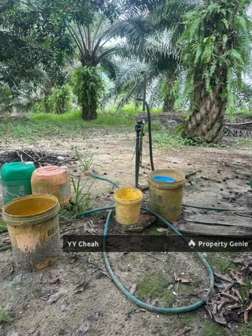 Jeram Agri Land, Perak - Freehold - Palm oil + bired nest, normal car can go