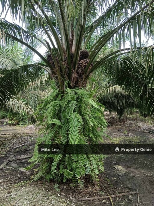 Pontian Freehold Oil Palm Agriculture Land For Sale!!