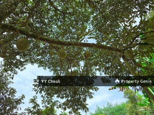 Liman Kati Durian Orchard Land For Sale Freehold 5.9acres RM1.2m only