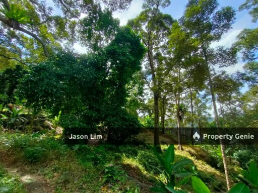 Teluk Kumbar Durian Orchard With Nice View