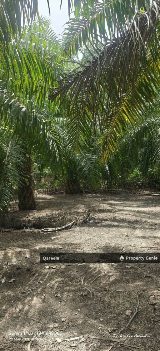 1.5 Ekar Sungai Burong Sekinchan Sabak Bernam
