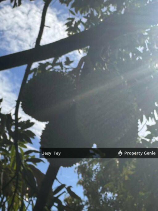 Parit Abdul Rahman, Pontian, Johor (Durian Farm) Land for Sale
