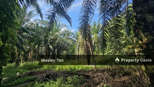 Jasin Jln Tehel Freehold Mainroad 9.9acres Matured Palm Oil Agri Land