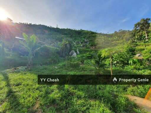 Sungai Siput Durian Farm Freehold with mountain water