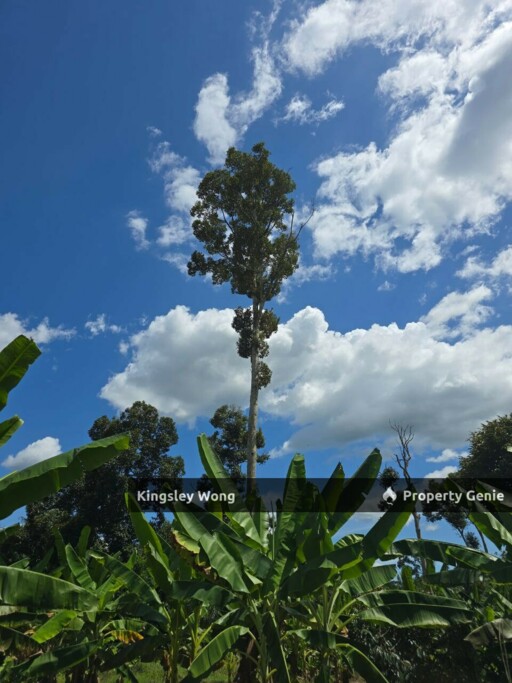 Manong, Kuala Kangsar, Perak Freehold 4.18 Acres Durian Farm  Agricultural Land