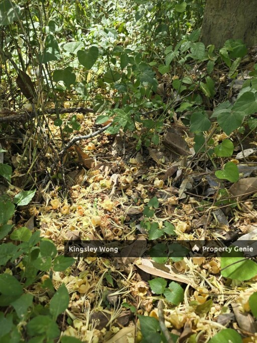 Liman Kati, Kuala Kangsar, Perak Freehold 3.15 acres Agricultural Land