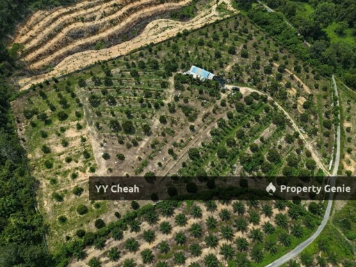 Kuala Kangsar Perak 7.7 Acres Freehold Agri Land For Sale, Well-maintained Orchard