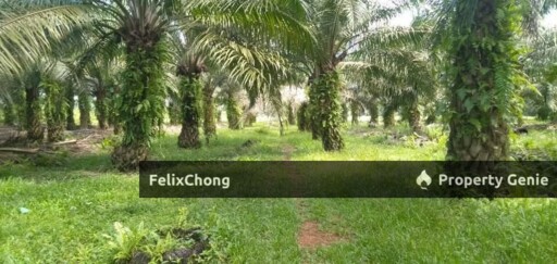 Pontian Agriculture Land,Kukup Resort,Johor Bahru