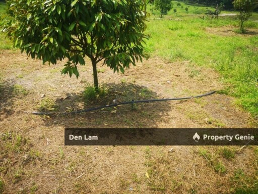 Raub Sungai Ruan Durian Farm for Sale !!