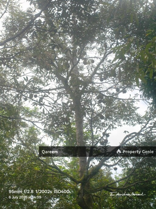1.6 Ekar Tanah Dusun Durian Kg Kalumpang Hulu Selangor
