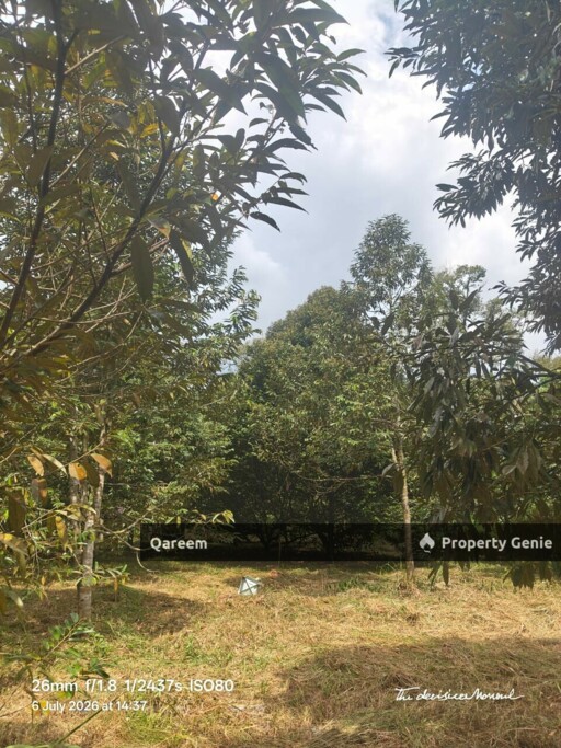 1.6 Ekar Tanah Dusun Durian Kg Kalumpang Hulu Selangor