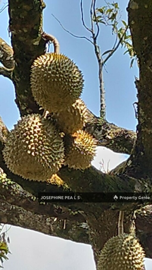 Kuala Kubu Bharu, Selangor, 40 Acres Durian Farm Agricultural Land for Sale 雪兰莪, 福隆港 榴莲种植园出售