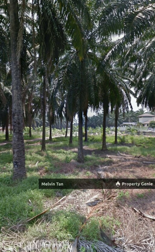 Pulau Gadong,Melaka - Agriculture Land