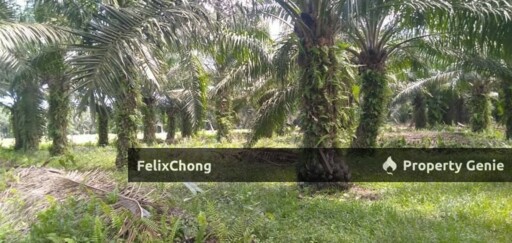 Pontian Agriculture Land,Kukup Resort,Johor Bahru