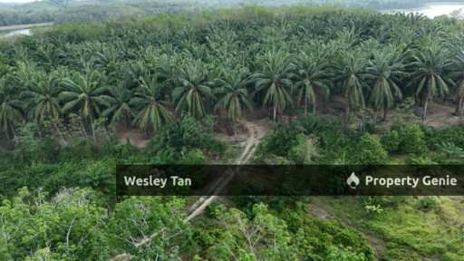 Below Value Durian Tunggal Oil Palm Land 4.1acres ROI 6% 200+- Trees