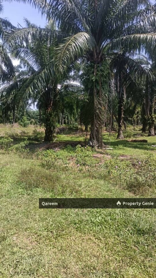 [FREEHOLD] 2.68 Ekar Ladang Sawit Kelanang Banting