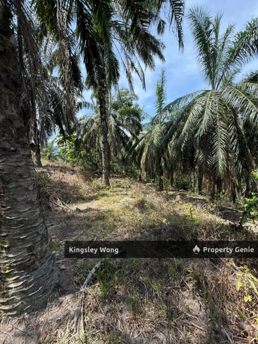 Sg Siput Perak Freehold Oil palm Agricultural land 3.5 acres  Slope land