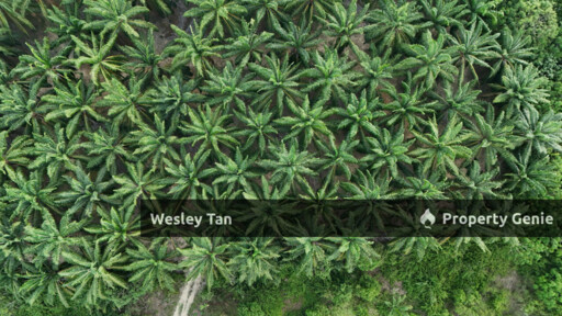 Below Value Durian Tunggal Oil Palm Land 4.1acres ROI 6% 200+- Trees