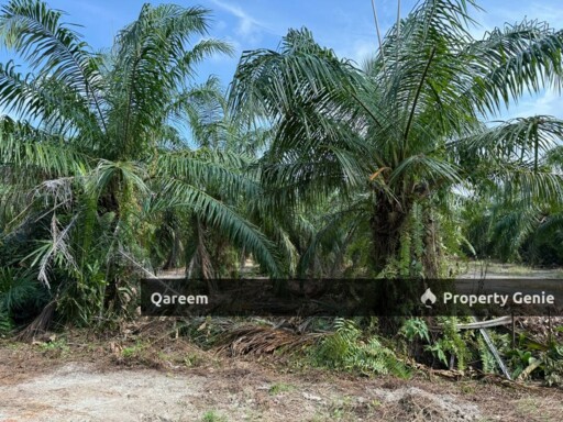 4.1 EKAR LADANG SAWIT PULAU GANDA SULI HUTAN MELINTANG PERAK